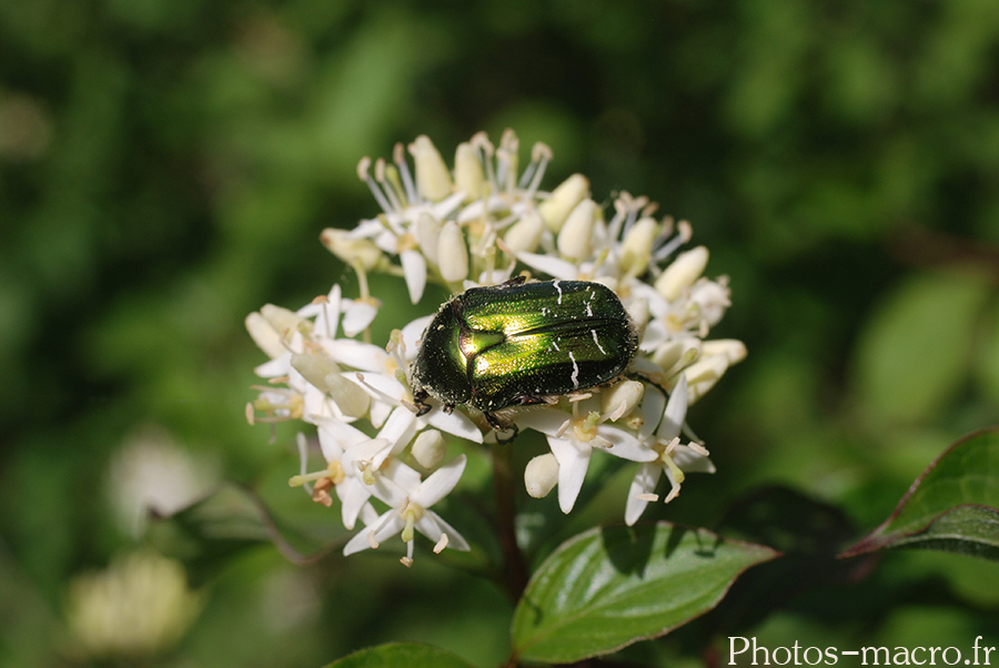 Cetonia aurata